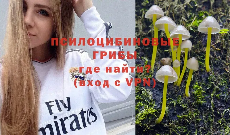 Галлюциногенные грибы Psilocybe  купить закладку  Краснокамск 